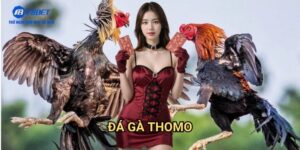 Đá Gà Thomo F8BET - Chơi Đá Gà Online Tại Trường Gà Nổi Tiếng Nhất