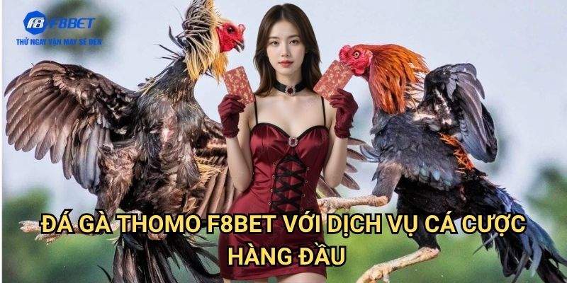 Đá Gà Thomo F8BET - Chơi Đá Gà Online Tại Trường Gà Nổi Tiếng Nhất 3 Đá Gà Thomo F8BET Với Dịch Vụ Cá Cược Hàng Đầu