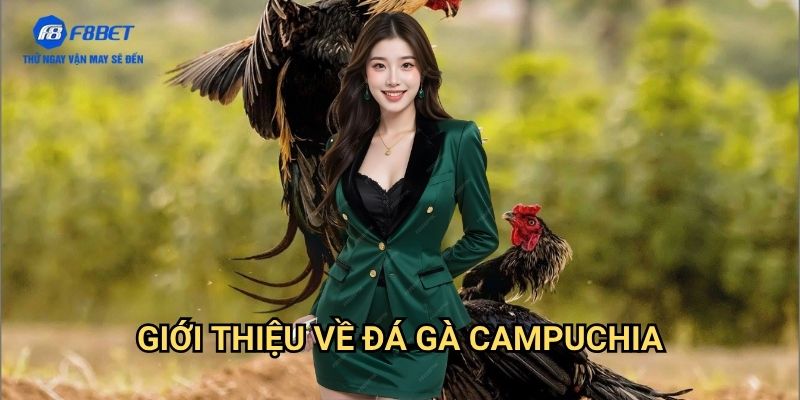 Đá Gà Campuchia F8BET - Sân Chơi Đá Gà Trực Tuyến Đẳng Cấp Quốc Tế 2 Giới Thiệu Về Đá Gà Campuchia